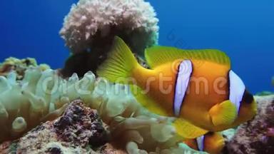 <strong>尼莫小丑鱼</strong>在海葵上五颜六色的健康珊瑚礁。 海葵，<strong>尼莫</strong>夫妇在水下游泳。 红海